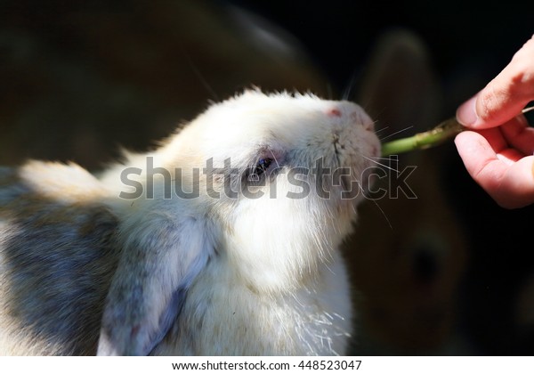 Feed Rabbit Stock Photo (Edit Now) 448523047