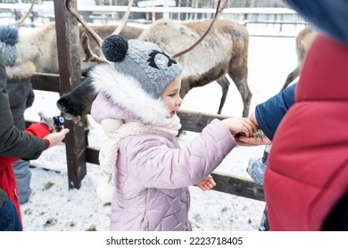 Feed Reindeer Moss In Winter. Family Spend Weekend At Eco Farm