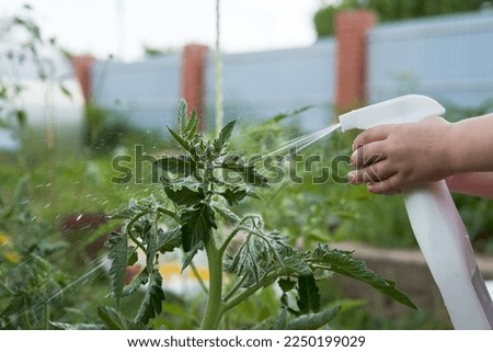 Feed the tomato bush by the leaf at the stage of budding with organic fertilizer. A child's hand sprays the nutrient solution onto the plant with a sprayer.                               