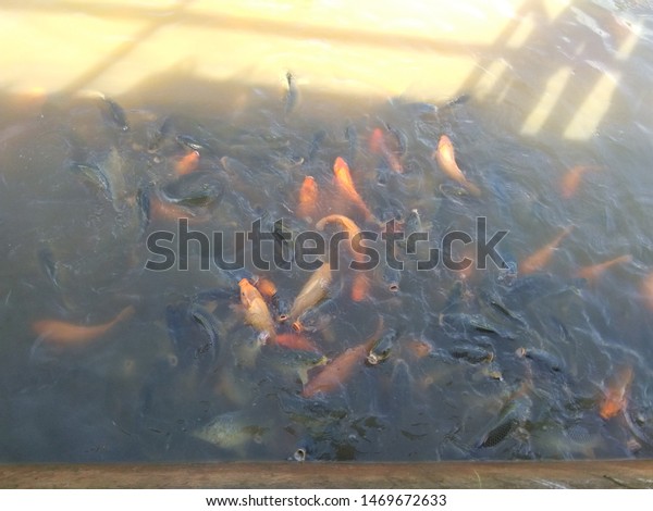 Feed Various Types Fish Animals Wildlife Stock Image