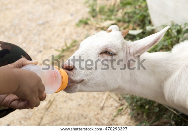 Feeder Lambs Fed Milk Bottlelamb Stock Photo Edit Now 470293397