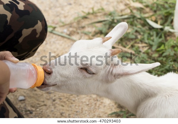 Feeder Lambs Fed Milk Bottlelamb Stock Photo Edit Now 470293403