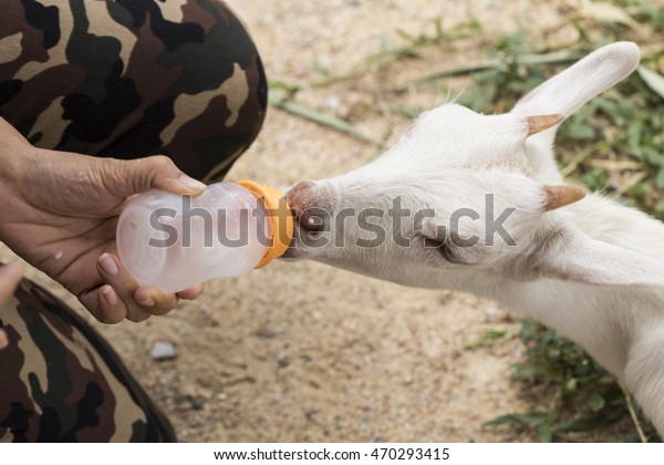 Feeder Lambs Fed Milk Bottlelamb Stock Photo Edit Now 470293415