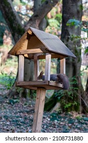 Feeder for squirrels and wild animals in the forest. Wooden feeder on the background of trees. Squirrel eats food