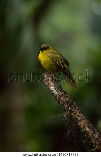 Feederwatch Catirumbava Orthogonys Chloricterus Bird Atlantic