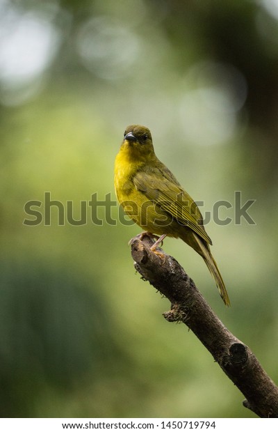 Feederwatch Catirumbava Orthogonys Chloricterus Bird Atlantic