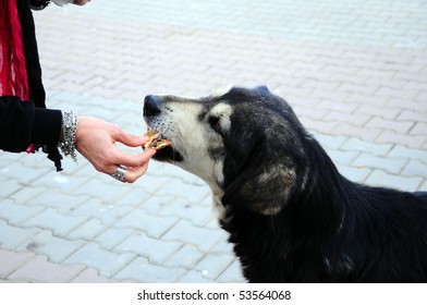 Feeding An Abandoned, Street Dog