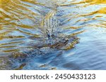 Feeding of alligators in their natural habitat. Swamps of Louisiana. Rich wildlife in the New Orleans area. Boat excursion to the protected areas of the Mississippi Basin. Journey to America