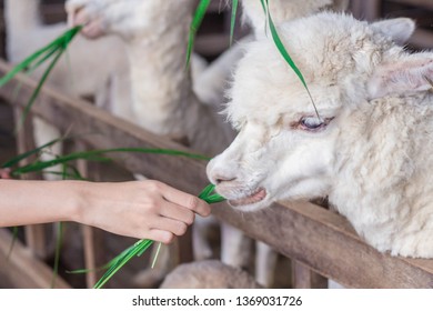 Feeding Alpaca At Farm