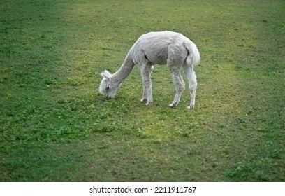 Feeding Alpaca On The Green Meadow