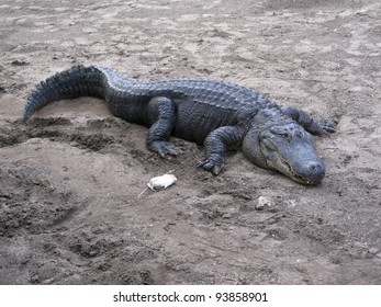 Feeding American Crocodile - Crocodylus Acutus.