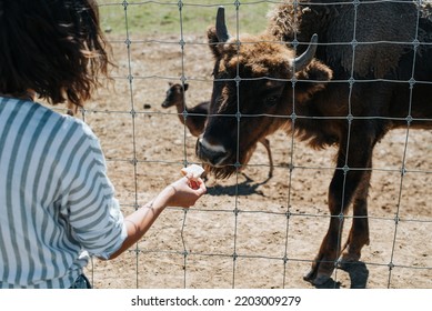 Feeding Animals In The Zoo Outdoors. Back View Of An Unrecognizable Woman Giving Food To Bison Cattle Over A Fence.