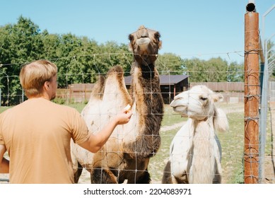 Feeding Animals In Zoo Outdoors. Back View Of Man Giving Food To Camels Behind Fence, Selective Focus On Animals.