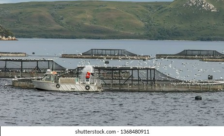 Feeding Atlantic Salmon At A Farm In Macquarie Harbour