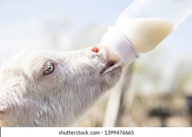 Feeding A Baby Goat With Milk From A Bottle