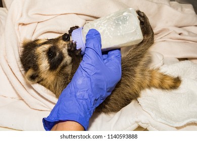 Feeding A Baby Raccoon