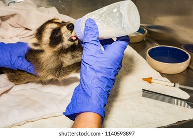 Feeding A Baby Raccoon