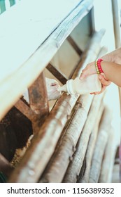 Feeding Baby Sheep With Sheep Milk.