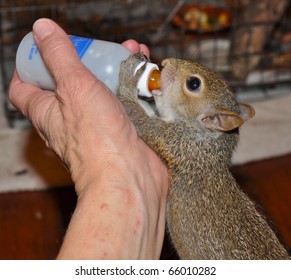 Feeding Baby Squirrel