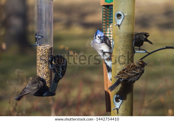 Feeding Birds On Bird Feeder Winter Stock Photo Edit Now 1442754410