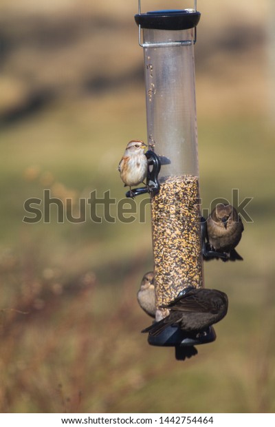 Feeding Birds On Bird Feeder Winter Stock Photo Edit Now 1442754464