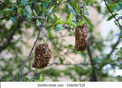 Feeding The Birds, Ornamental Bird Seed Shapes In Close Up