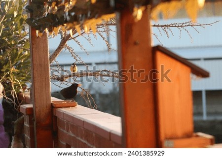 Feeding blackbird in winter season in Italy