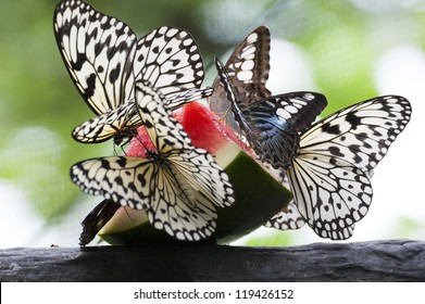 Feeding Butterfly In Green House