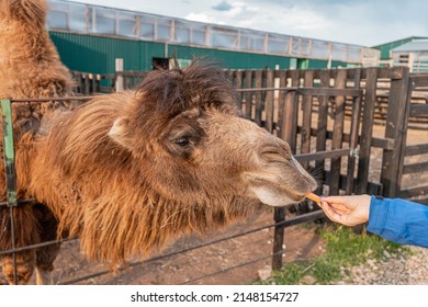 Feeding Camel In Farm Or Petting Zoo