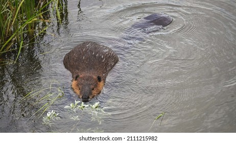 Feeding Canadian Beaver In A Creek, British Columbia, Canada