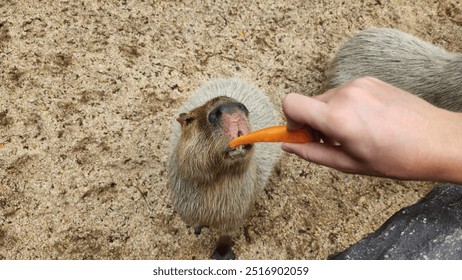 Feeding a capybara at the zoo. Capybara and carrot. Bangkok Zoo - Powered by Shutterstock