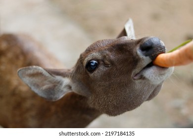 Feeding Carrots To A Mouse Deer 