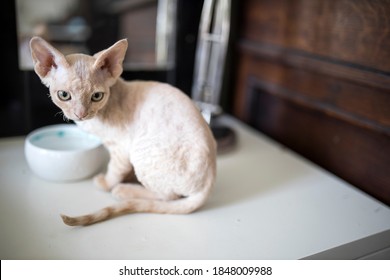 Feeding cat with tuna tin. Devon Rex kitten eats wet food from white ceramic plate placed on the wooden floor and place mat. Selective focus