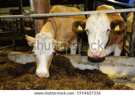 feeding the cattle in the cowshed, livestock farming in agriculture