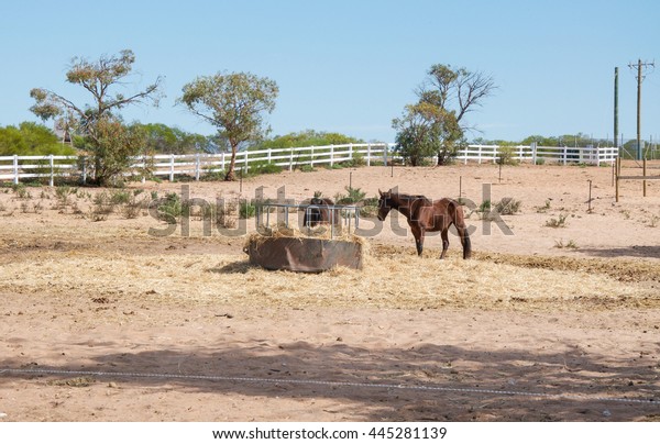 Feeding Chestnut Brown Horses Hay Feeder Animals Wildlife Parks