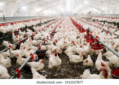 Feeding Chickens And Raising Them Indoors On The Farm