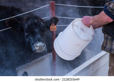 Feeding Cow Ear Tag 700 With White Bucket