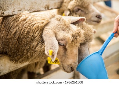 Feeding A Cute Baby Sheep