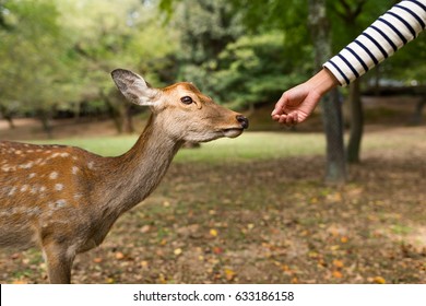 Feeding the deer