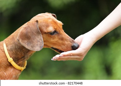 Feeding Dog