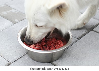 Feeding Dog With A Healthy Raw Meat Food Diet.