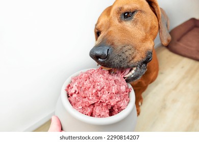 Feeding dog natural raw minced meat food Close-up dog eating raw meat from its bowl - Shutterstock ID 2290814207