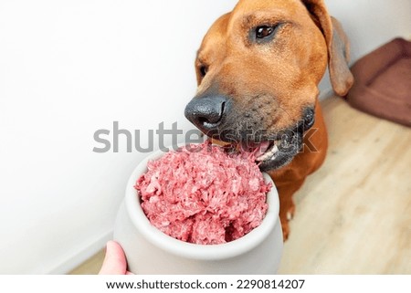 Feeding dog natural raw minced meat food Close-up dog eating raw meat from its bowl