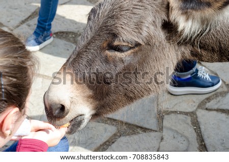 Feeding donkey