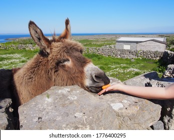 Feeding A Donkey In Inishmore Island