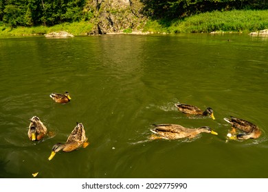 Feeding Ducks During Dunajec River Gorge Rafting