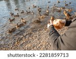 feeding ducks on the river. a flock of birds on the shore, a man