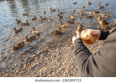 feeding ducks on the river. a flock of birds on the shore, a man's hand feeds wild ducks. selective focus