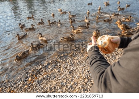 feeding ducks on the river. a flock of birds on the shore, a man's hand feeds wild ducks. selective focus