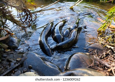 Feeding eels in Hokitika, on the West Coast of New Zealand